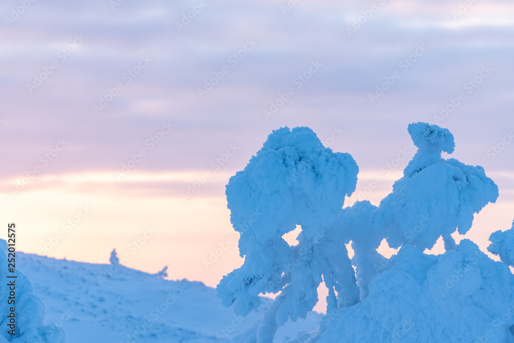 Snow covered trees on Levi Ski Resort in Kittilä Finland