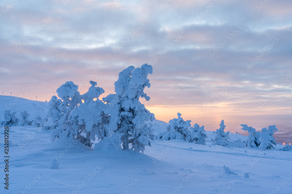 Snow covered trees on Levi Ski Resort in Kittilä Finland