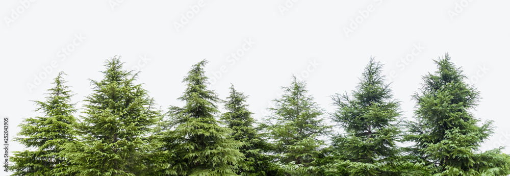 cedar trees isolated