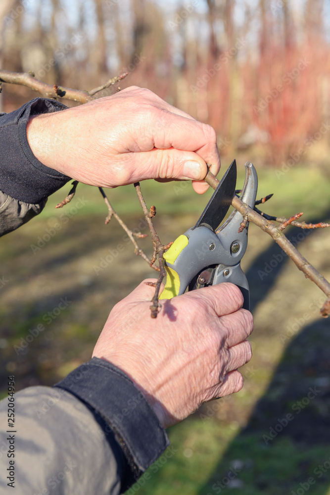 Gardening work in spring time. Garden secateur in man hands