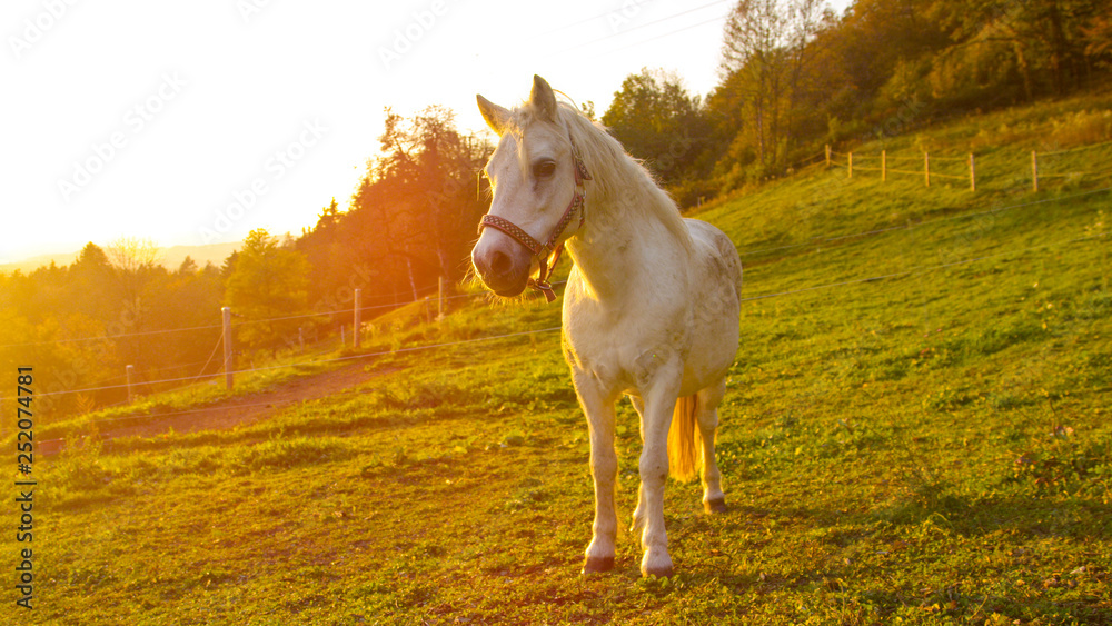 LENS FLARE: Golden morning sunbeams shining on cute pony in peaceful pasture.