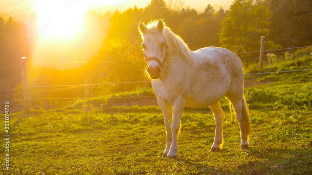 LENS FLARE: Scenic shot of sunset shining on the countryside and beautiful pony