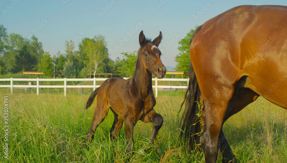 CLOSE UP: Charming brown foal following its mother around the large pasture.