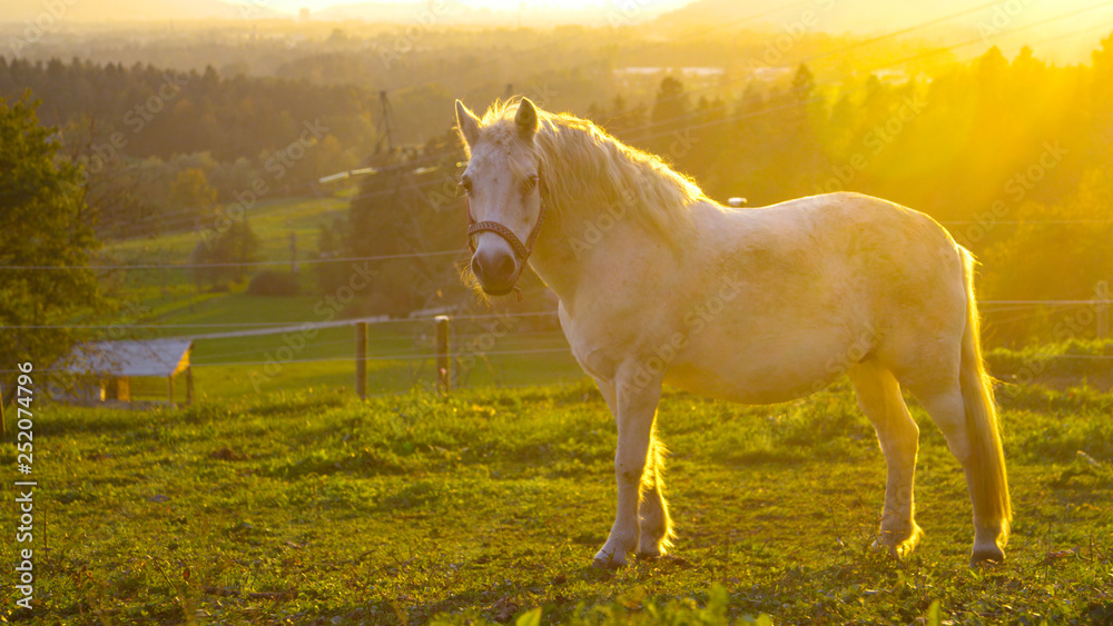 SUN FLARE: Young white horse standing in empty pasture and looking into camera