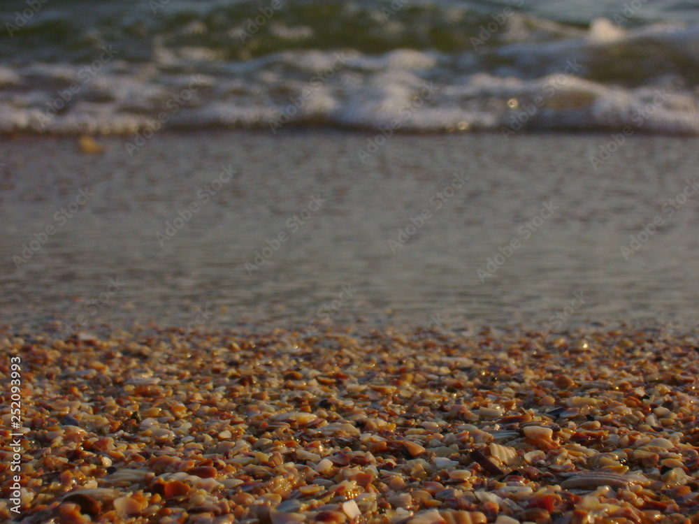 sea ​​shells glisten in the sun in the background