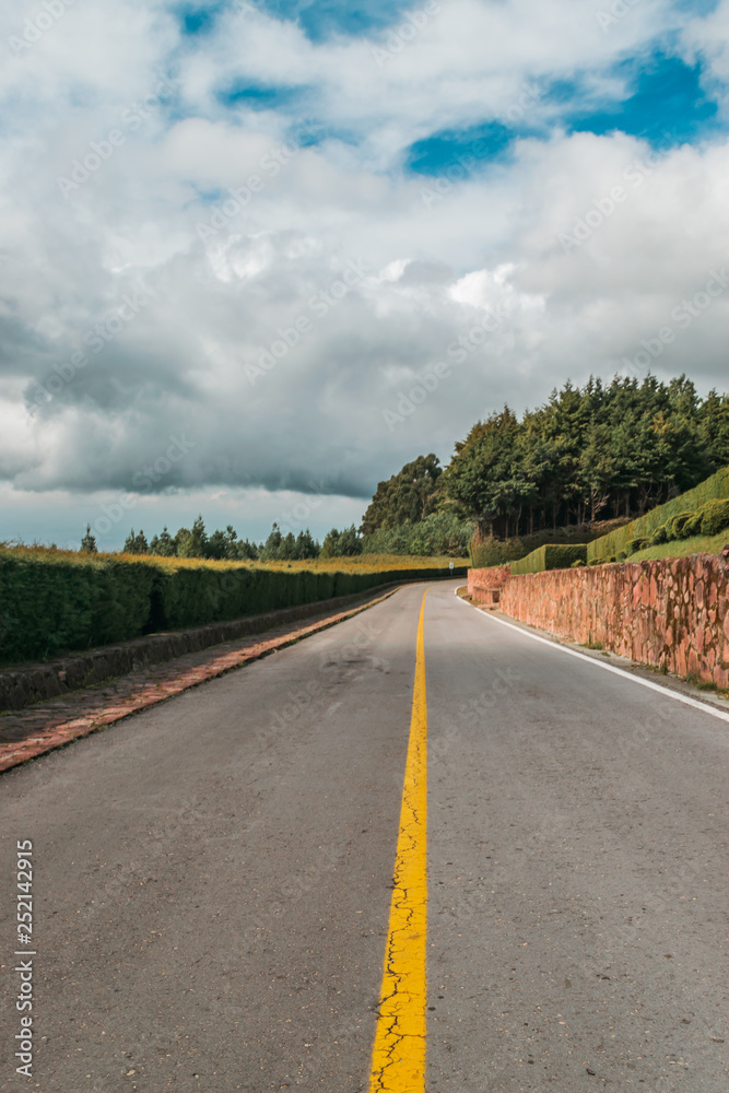 树木和灌木丛环绕的道路