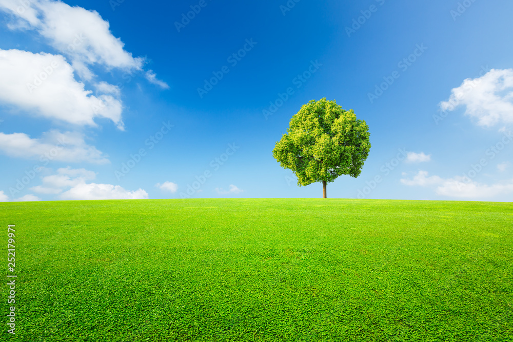 Green tree and grass field with white clouds