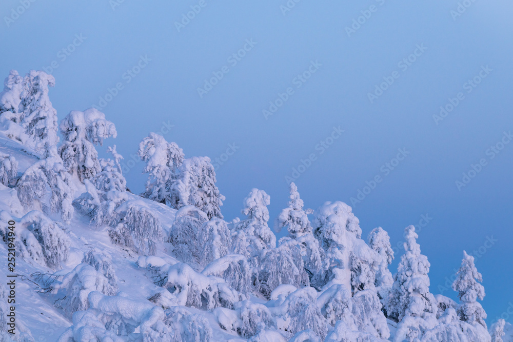 山坡上被雪覆盖的树木