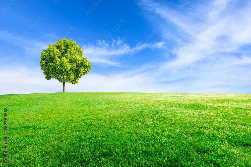 Green tree and grass field with white clouds