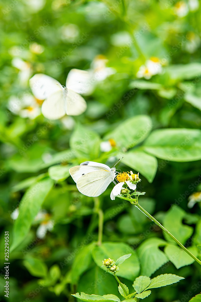 春花白菜蝴蝶