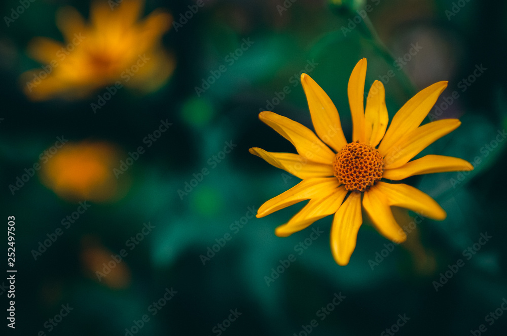 yellow flower on black background with copy space for text