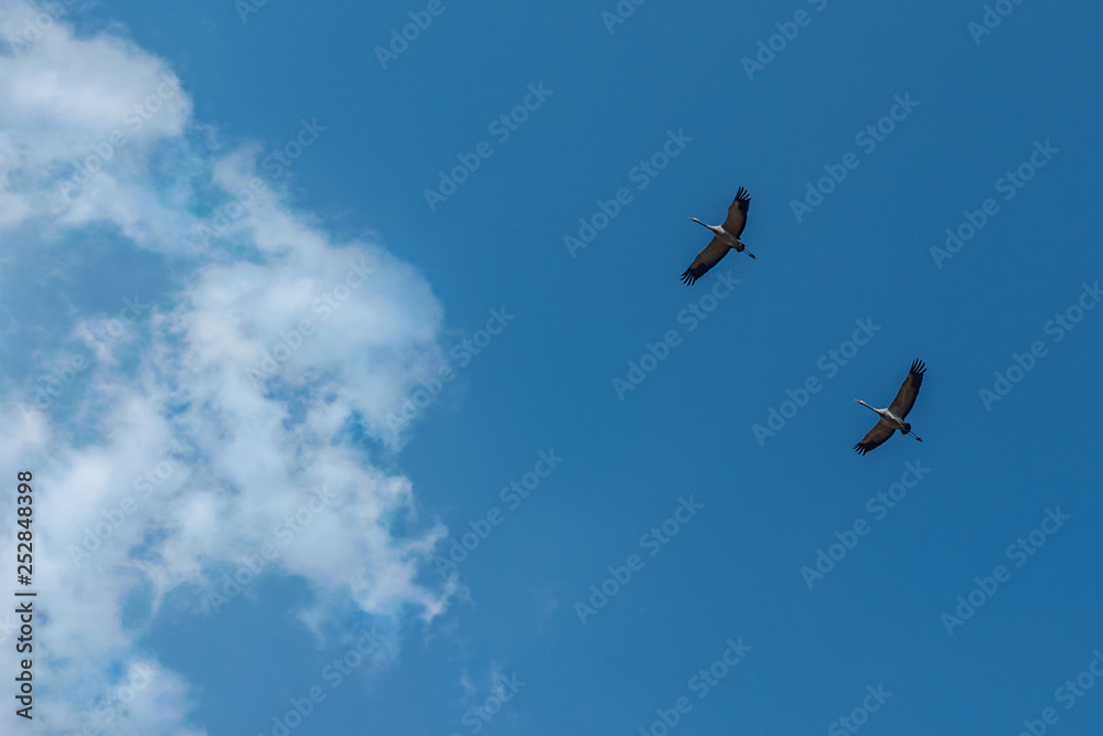 a pair of cranes high in the sky