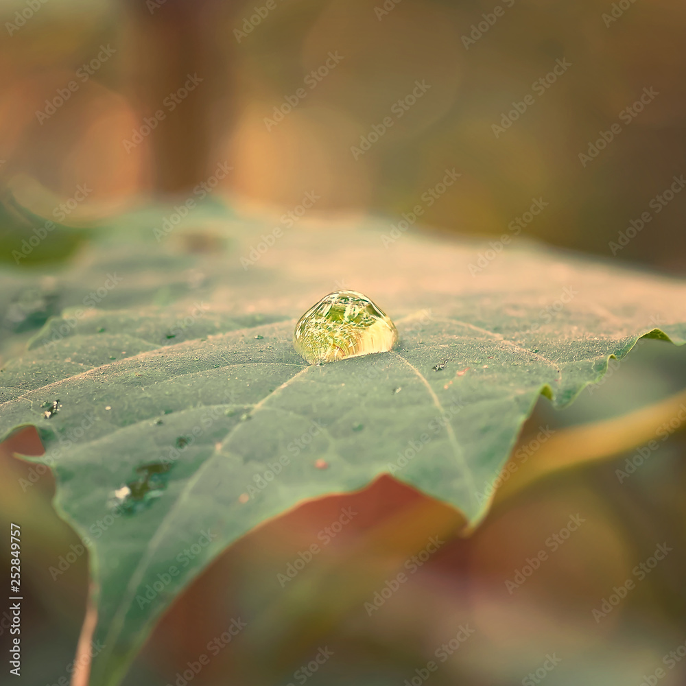 Big beautiful drop of transparent rain water on a green leaf, macro bokeh blurred background.