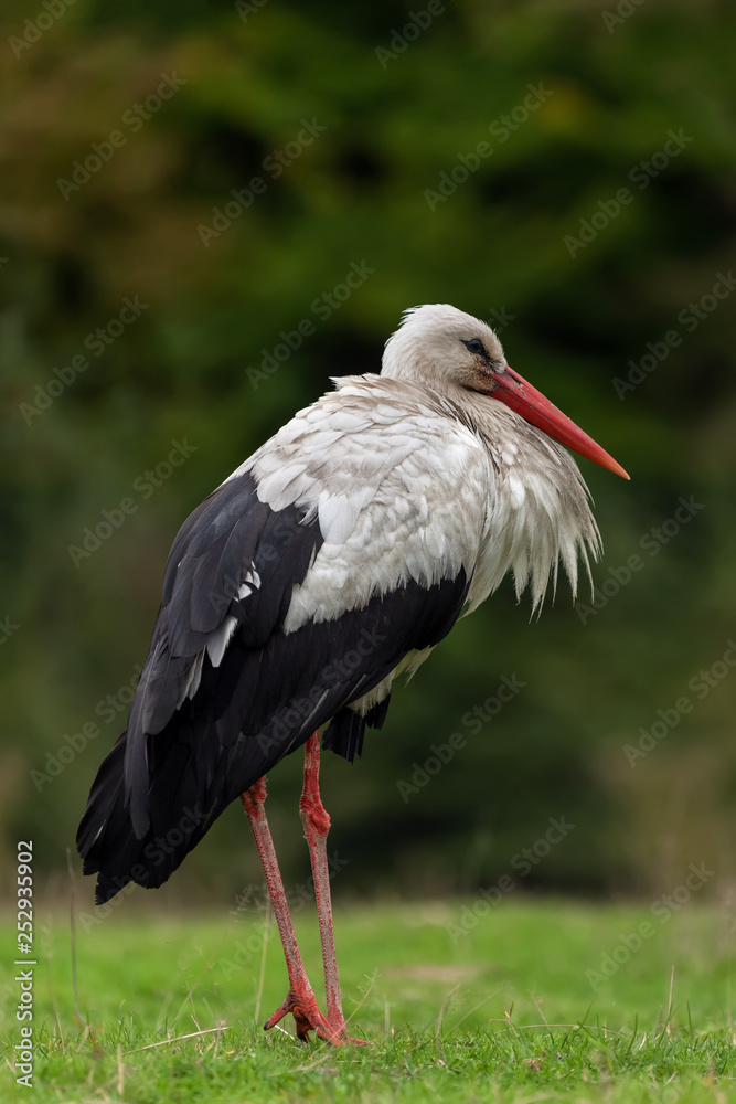 Stork on spring meadow