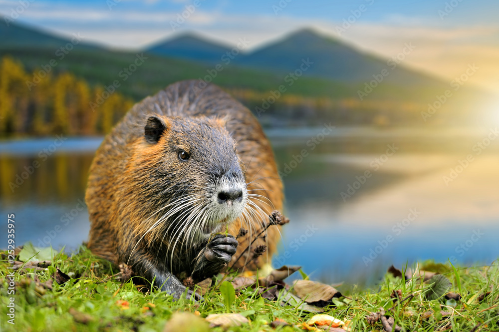 Muskrat (Ondatra zibethica) in spring