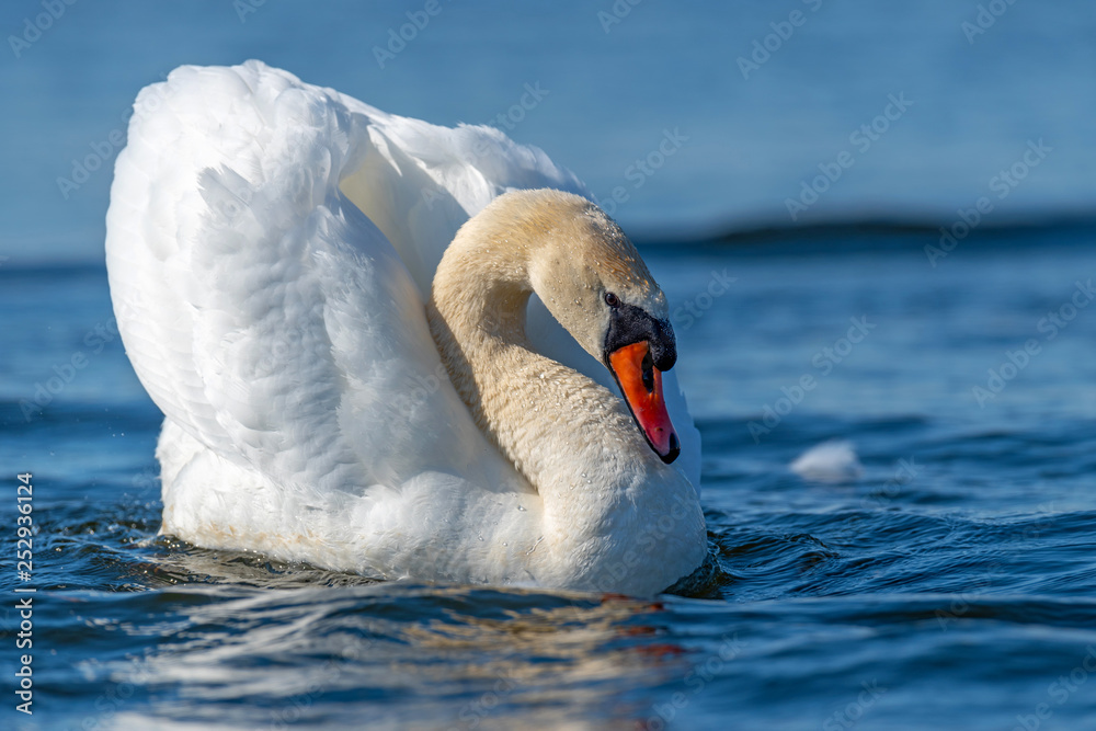 Swan on blue lake water in sunny day