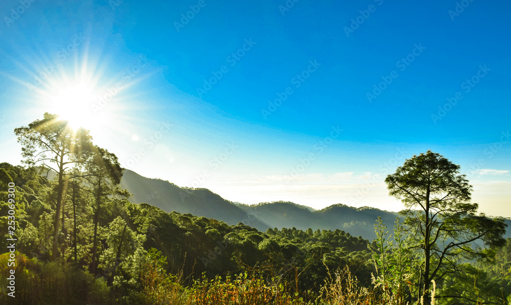 trees and blue sky