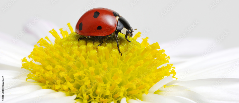 Ladybug on a flower