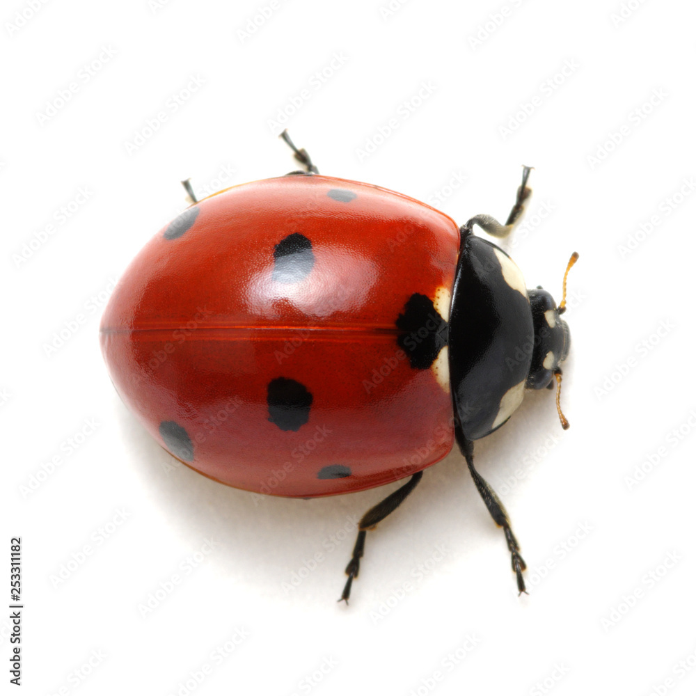 Ladybug isolated on white