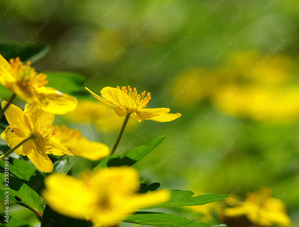 field of spring flowers