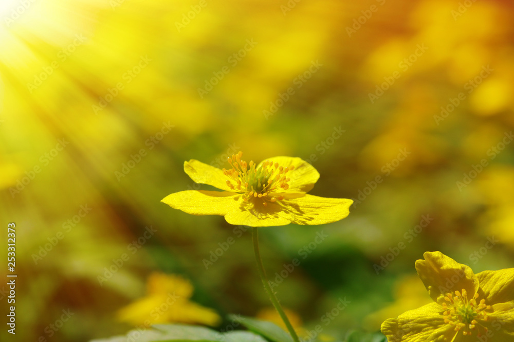 field of spring flowers