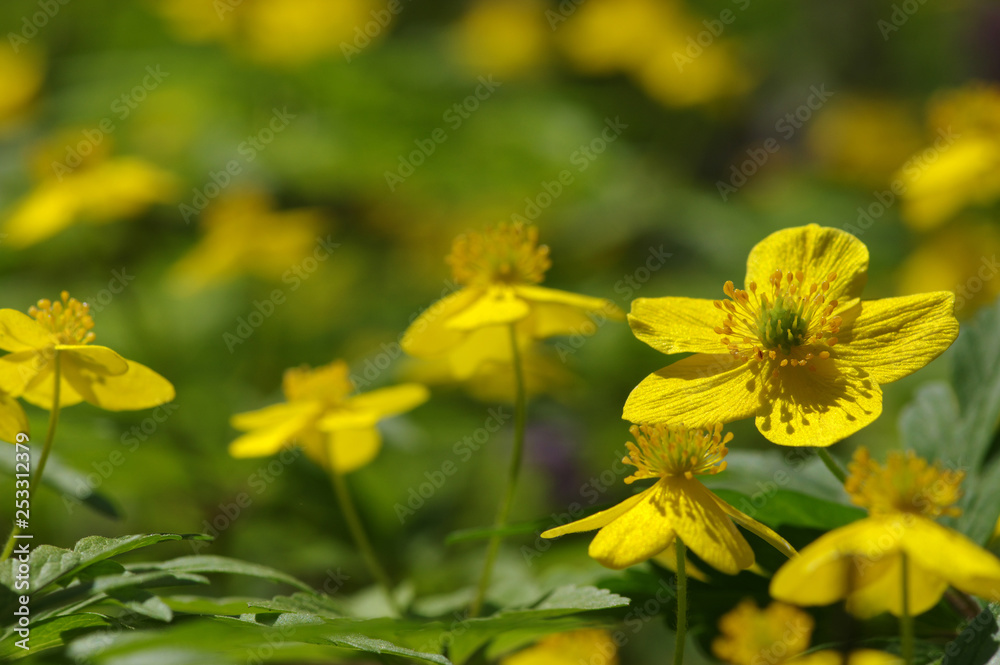 春花田