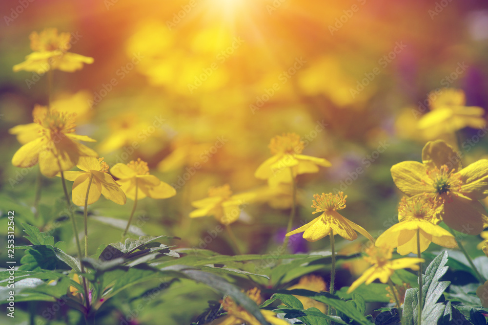 field of spring flowers