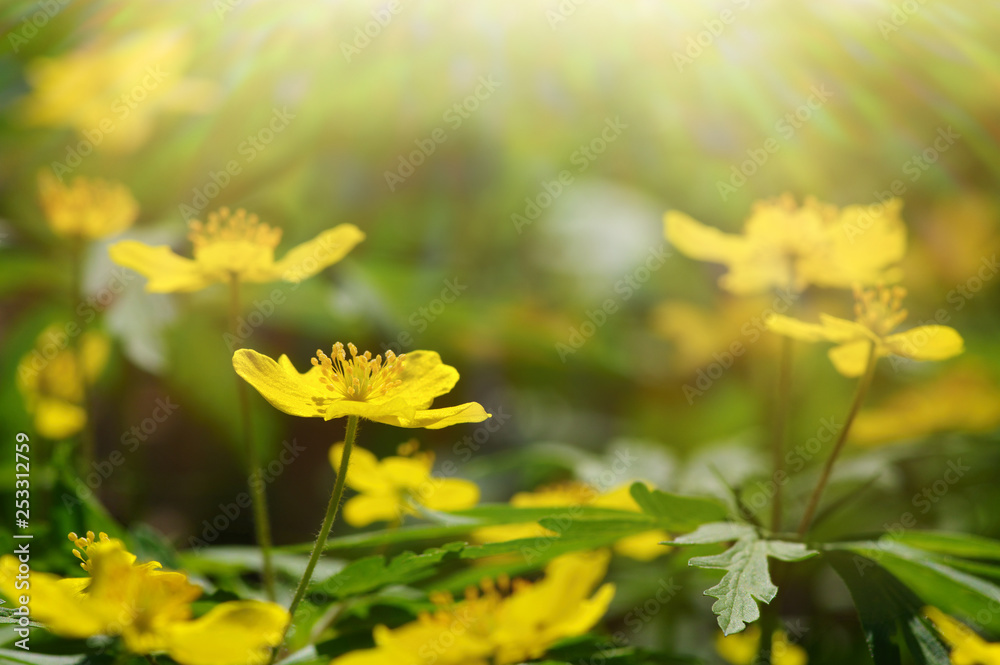 field of spring flowers