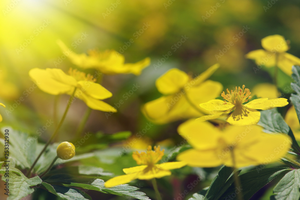 field of spring flowers