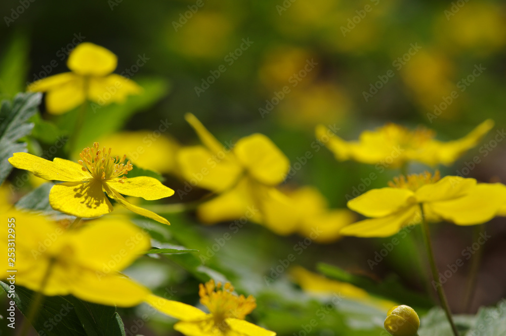 field of spring flowers