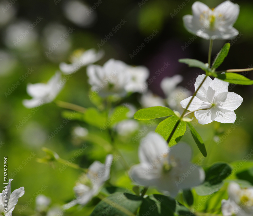 field of spring flowers