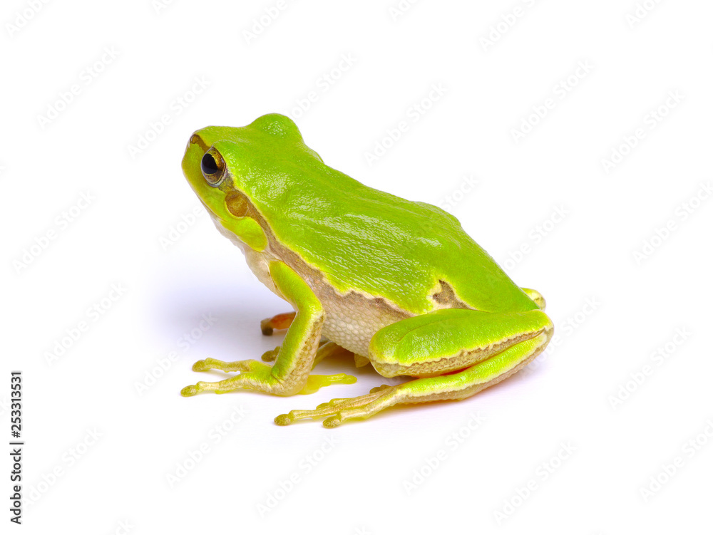 Green tree frog