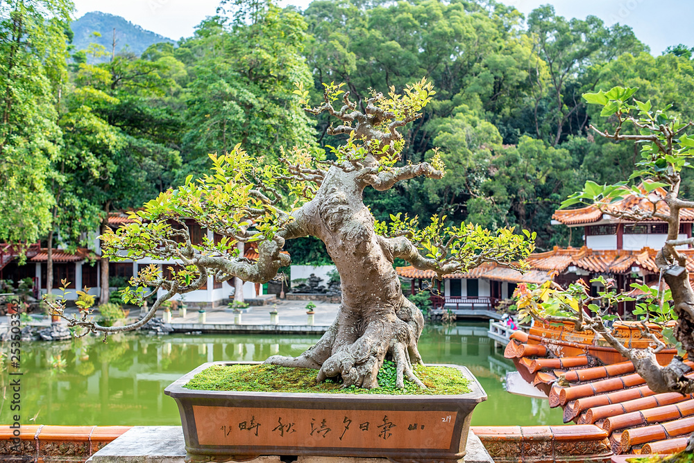 深圳仙湖植物园盆景园内的园林盆景