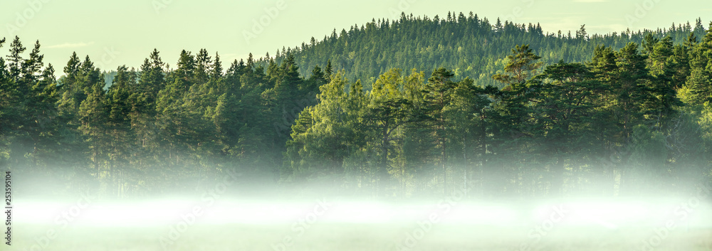 薄雾森林全景