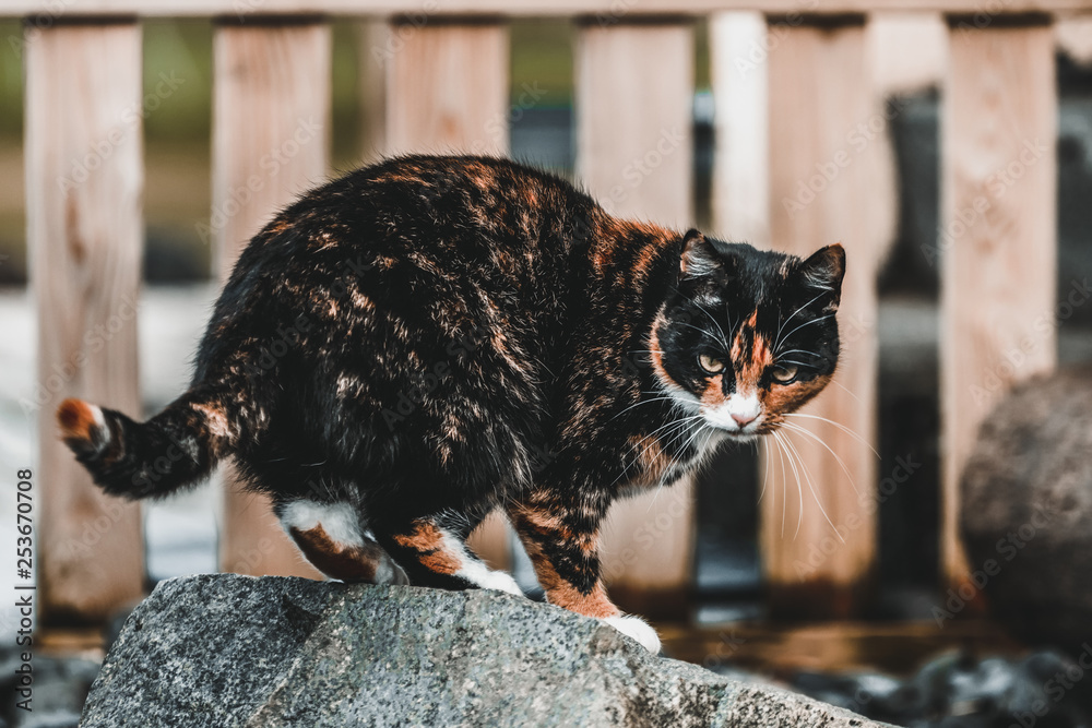 房子外面的黑色和棕色猫。动物和宠物。