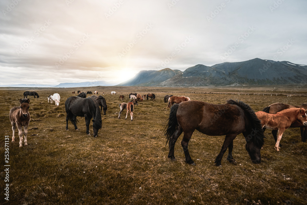 Icelandic horse in the field of scenic nature landscape of Iceland. The Icelandic horse is a breed o