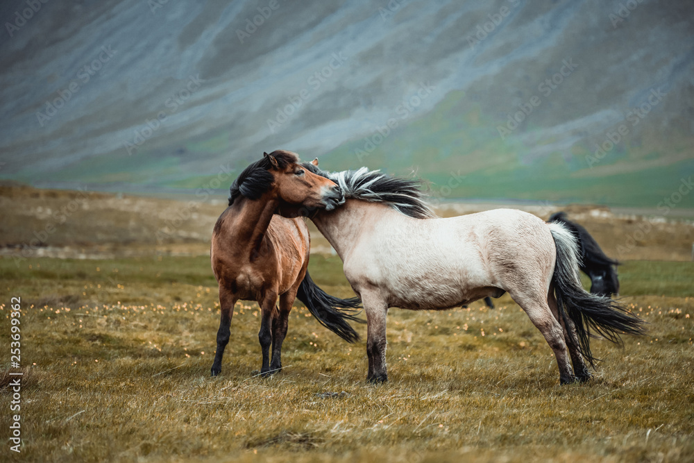 Icelandic horse in the field of scenic nature landscape of Iceland. The Icelandic horse is a breed o