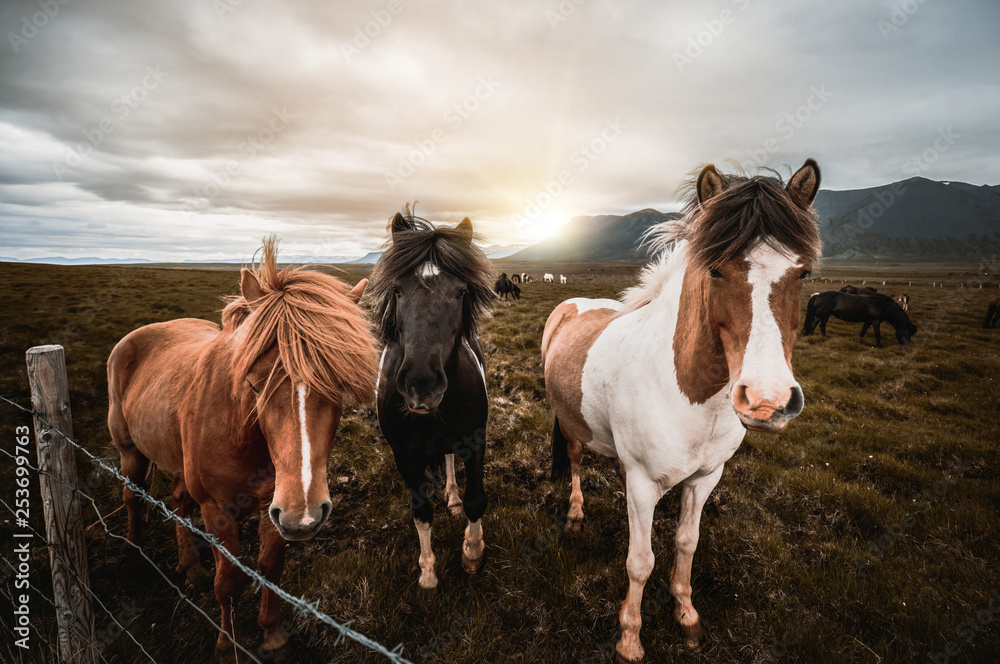 Icelandic horse in the field of scenic nature landscape of Iceland. The Icelandic horse is a breed o