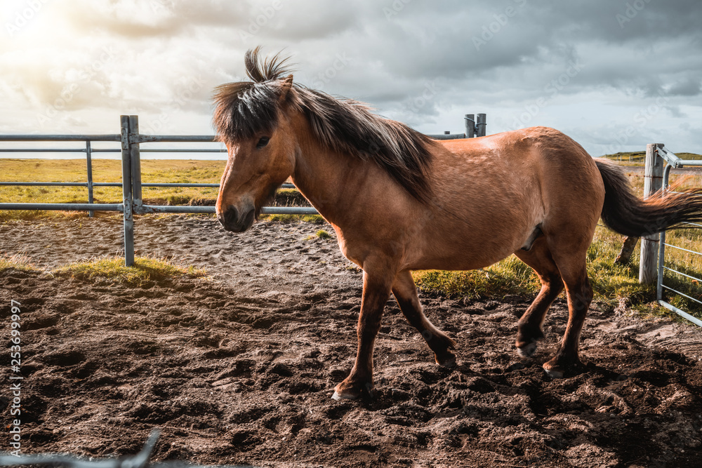 Icelandic horse in the field of scenic nature landscape of Iceland. The Icelandic horse is a breed o