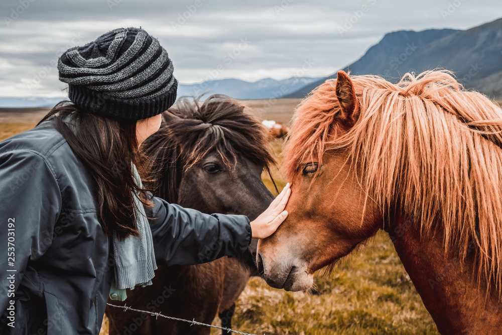 Icelandic horse in the field of scenic nature landscape of Iceland. The Icelandic horse is a breed o