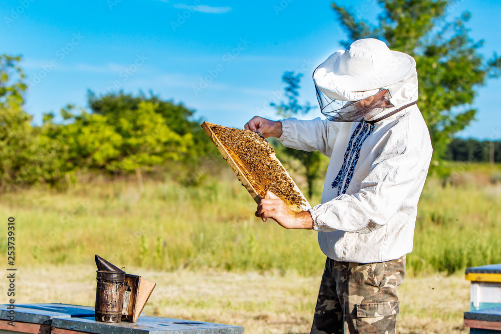 Beekeeper is working with bees and beehives on the apiary. Bees on honeycomb. Frames of a bee hive