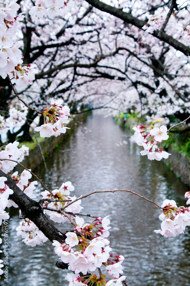 Scientific name is Cerasus ×yedoensis (Matsum.) Masam. & Suzuki ‘Somei-yoshino. 