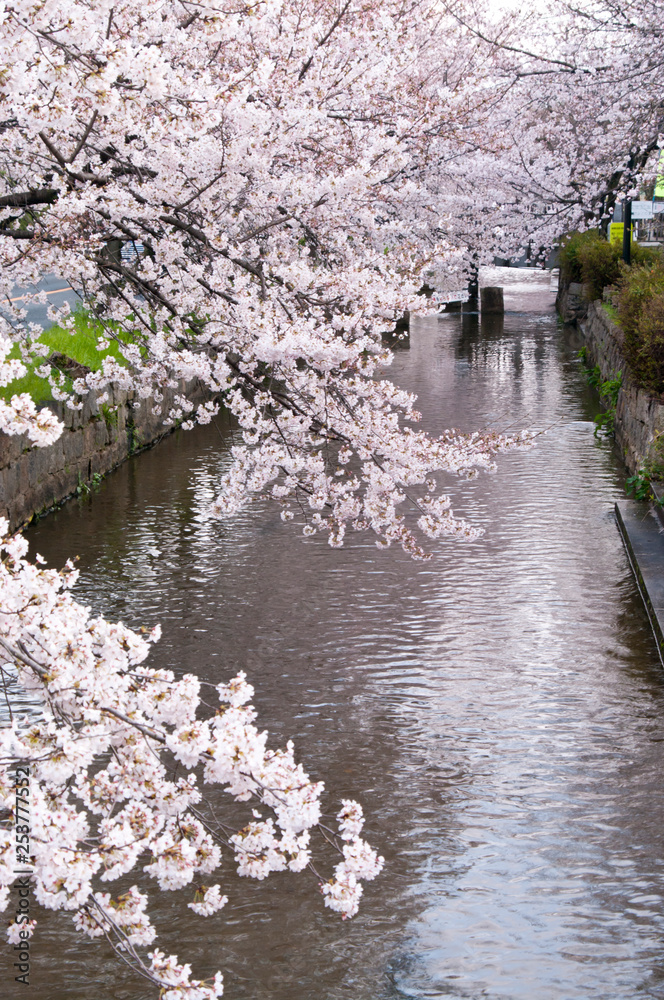 Scientific name is Cerasus ×yedoensis (Matsum.) Masam. & Suzuki ‘Somei-yoshino. 