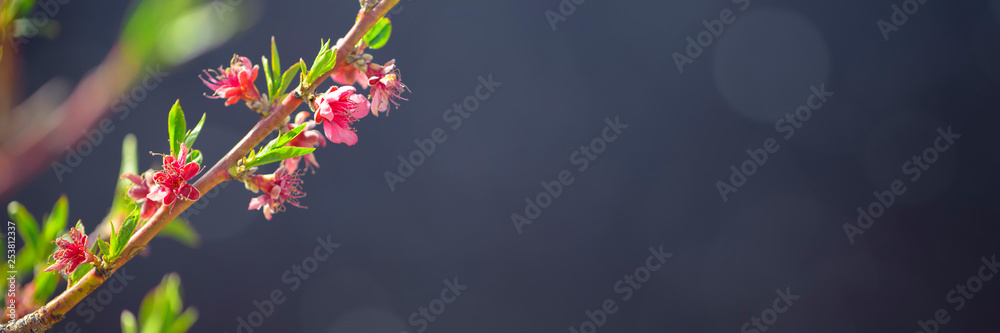 Flowering fruit tree branches with pink flowers in sunlight against dark background