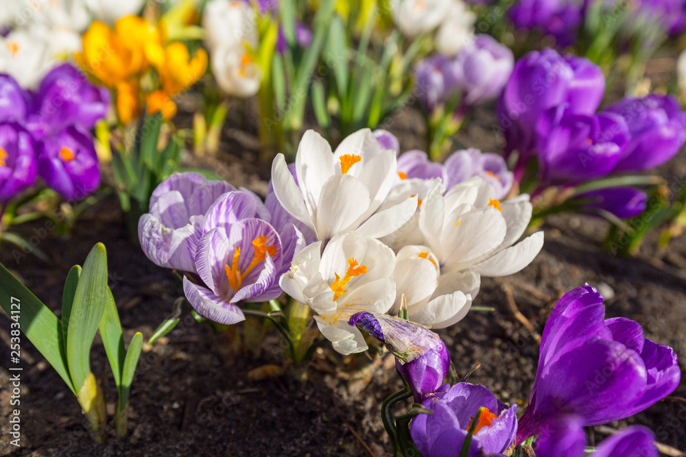 Blossom field of crocus flowers at spring