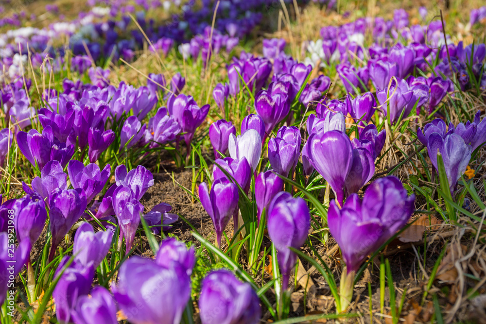 Blossom field of crocus flowers at spring