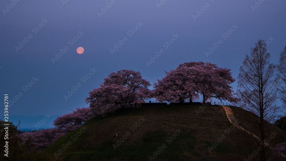 桜の花