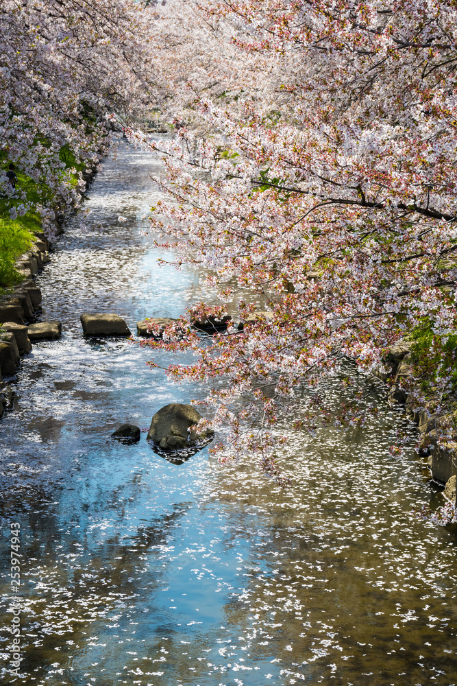 元荒川の桜並木