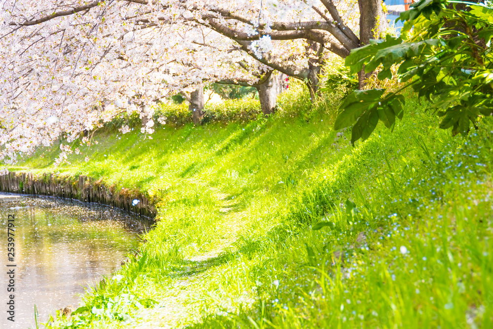 元荒川の桜並木