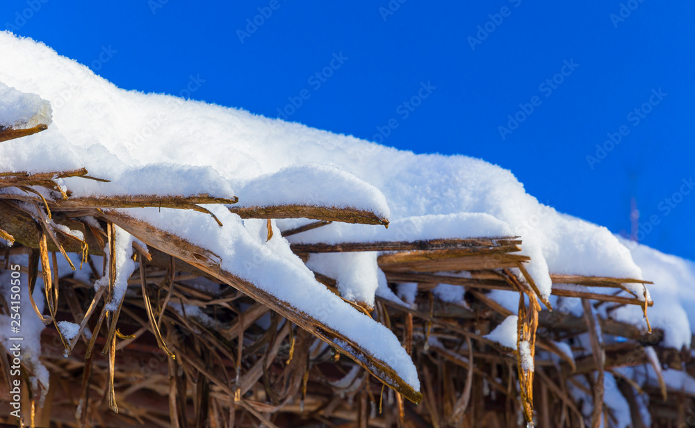 冬季森林中的积雪乔木